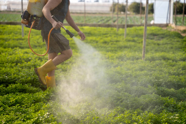 Best Pest Removal Services  in North Edwards, CA