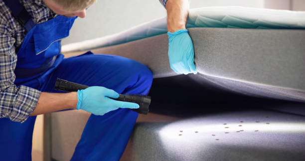Wasp Removal Services in North Edwards, CA