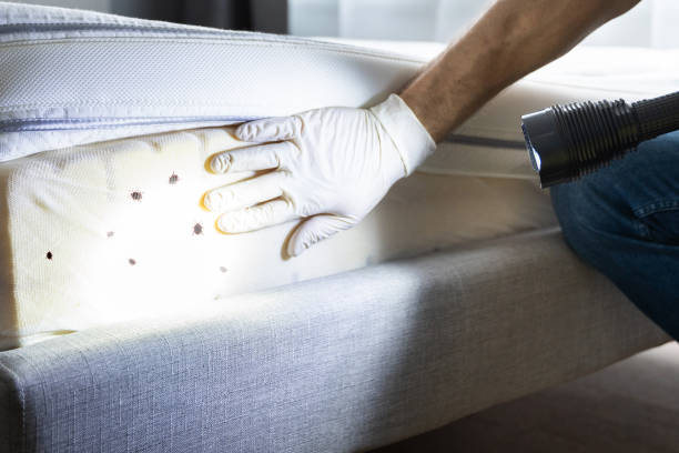 Best Affordable Pest Control Services  in North Edwards, CA