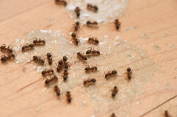 Reliable North Edwards, CA Pest Control Solutions