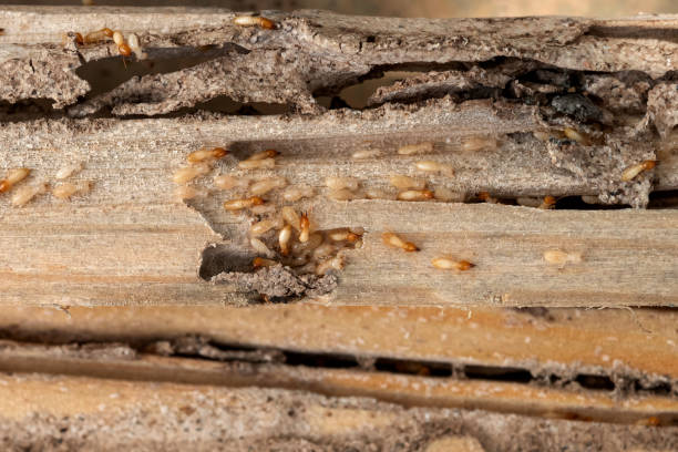 Best Local Pest Control Services  in North Edwards, CA