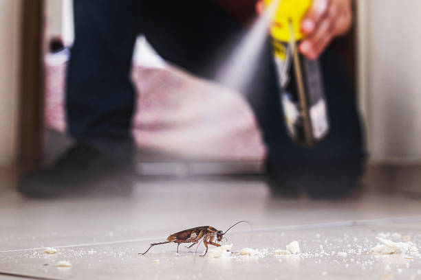 Best Rat Extermination Near Me  in North Edwards, CA