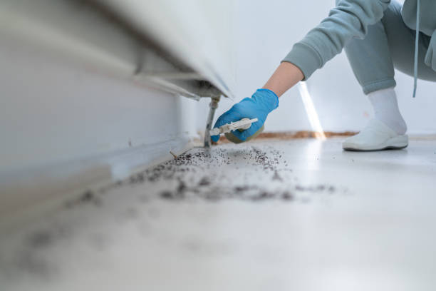 Best Affordable Pest Control Services  in North Edwards, CA